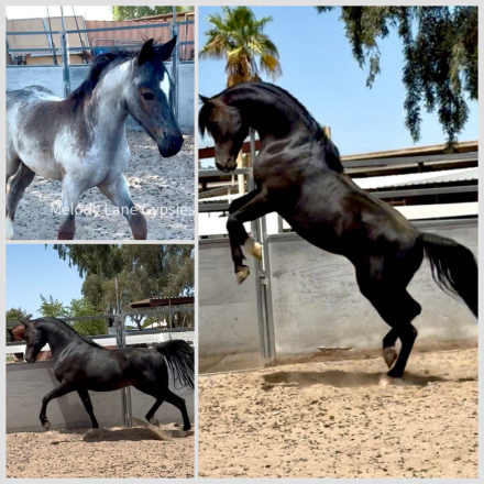 HorseID: 2315395 Pasha Maria - PhotoID: 1101497