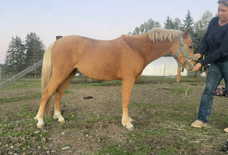 HorseID: 2315398 DRAGON TAIL Fortune Teller - PhotoID: 1101500