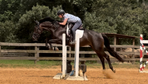 HorseID: 2315399 Pandora - PhotoID: 1101504
