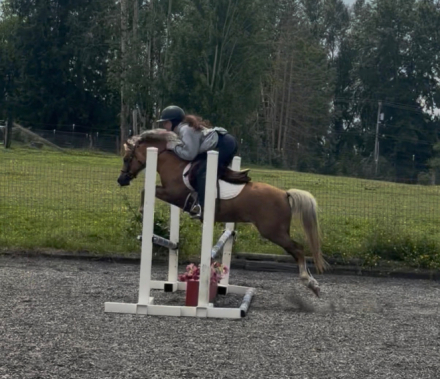 HorseID: 2315400 Dragon Tails Perfect Match - PhotoID: 1101502