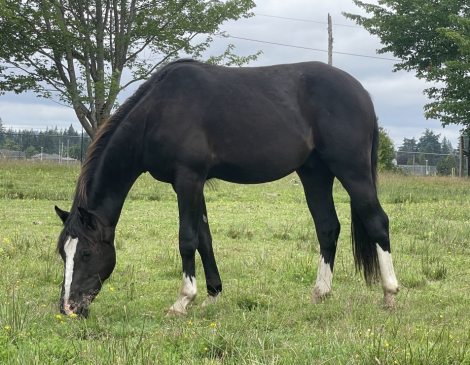 HorseID: 2315401 Dragon Tail Dippin Dots - PhotoID: 1101505