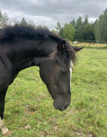 HorseID: 2315401 Dragon Tail Dippin Dots - PhotoID: 1101506