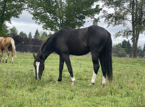 HorseID: 2315401 Dragon Tail Dippin Dots - PhotoID: 1101507
