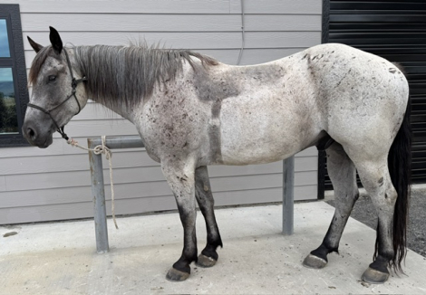 HorseID: 2315407 Ned - PhotoID: 1101672