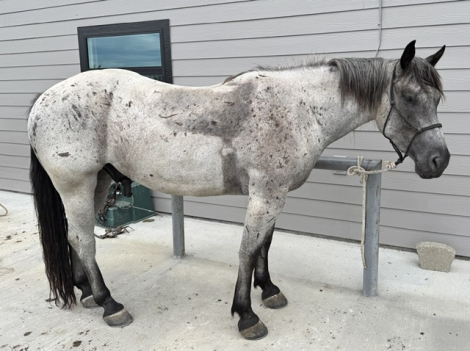 HorseID: 2315407 Ned - PhotoID: 1101673