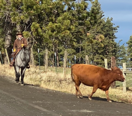 HorseID: 2315407 Ned - PhotoID: 1101674