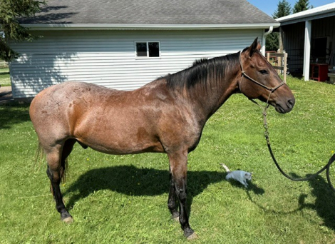 HorseID: 2315409 Nordy - PhotoID: 1101858