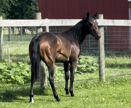 HorseID: 2315411 FOUR KJOHNNYSBLUELEO - PhotoID: 1101514