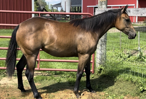 HorseID: 2315412 KLS Peptos Gray Fork - PhotoID: 1101515
