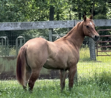 HorseID: 2315413 Lil Peppy San - PhotoID: 1101516