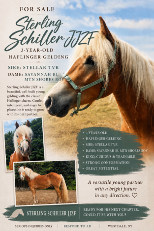 HorseID: 2315420 Sterling Schiller JJZF - PhotoID: 1101518