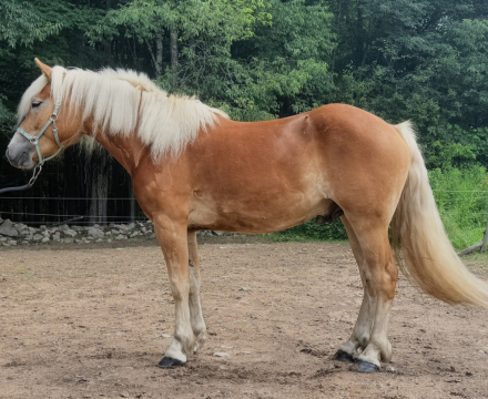 HorseID: 2315420 Sterling Schiller JJZF - PhotoID: 1102997