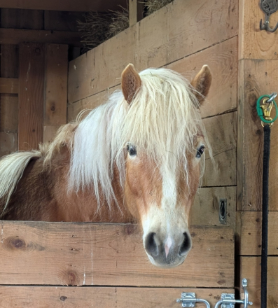 HorseID: 2315420 Sterling Schiller JJZF - PhotoID: 1102998