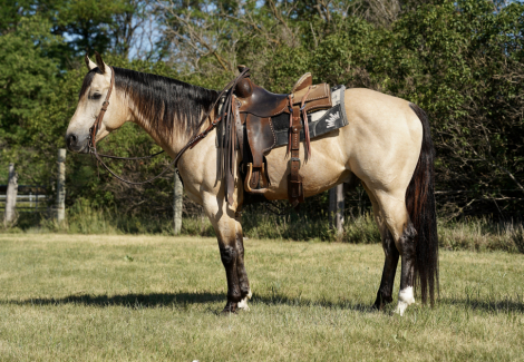 HorseID: 2315421 Divas Smoken King - PhotoID: 1101523