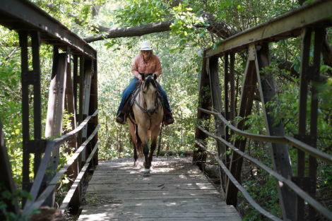 HorseID: 2315421 Divas Smoken King - PhotoID: 1101526