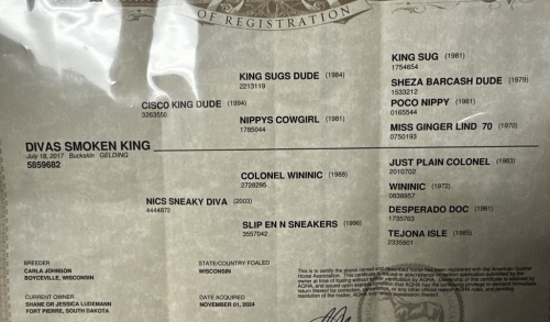 HorseID: 2315421 Divas Smoken King - PhotoID: 1101528