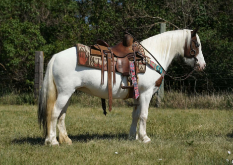 HorseID: 2315423 Bur Oak Holly - PhotoID: 1101531