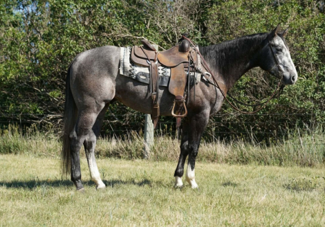HorseID: 2315424 WKM SIZZLIN MAGIC - PhotoID: 1101536