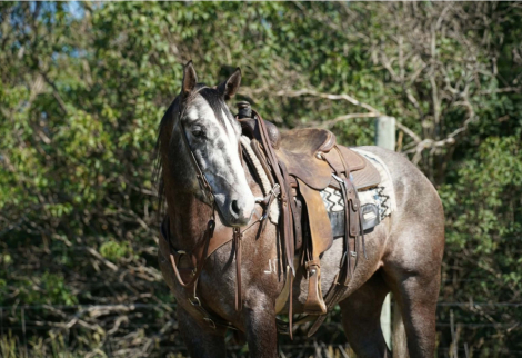 HorseID: 2315424 WKM SIZZLIN MAGIC - PhotoID: 1101538