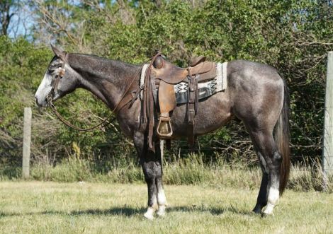 HorseID: 2315424 WKM SIZZLIN MAGIC - PhotoID: 1101540