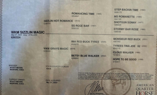 HorseID: 2315424 WKM SIZZLIN MAGIC - PhotoID: 1101541