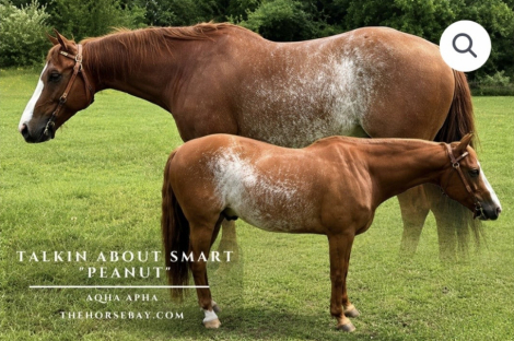 HorseID: 2315425 Talkin About Smart - PhotoID: 1101542