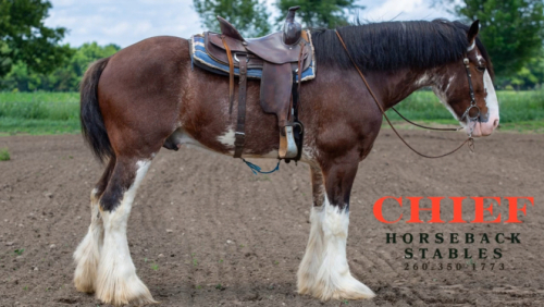 HorseID: 2315428 Grandville's Commander in Chief - PhotoID: 1101543
