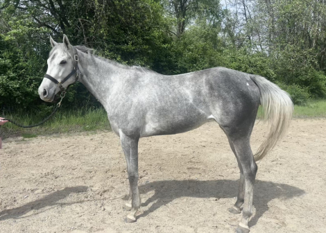 HorseID: 2315430 Merlin F - PhotoID: 1101544