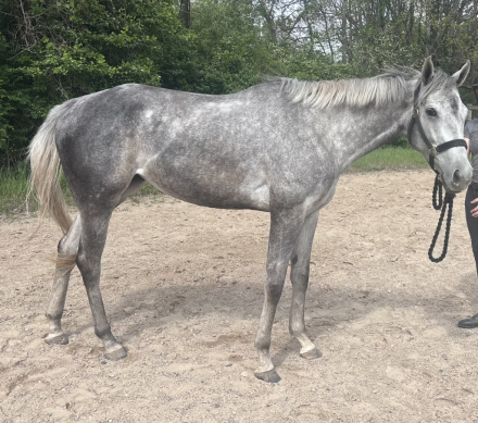 HorseID: 2315430 Merlin F - PhotoID: 1101545