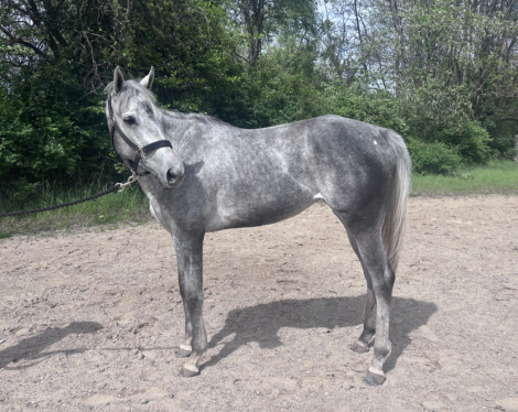 HorseID: 2315430 Merlin F - PhotoID: 1101546