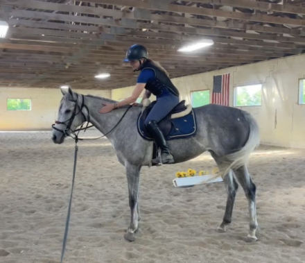 HorseID: 2315430 Merlin F - PhotoID: 1101547
