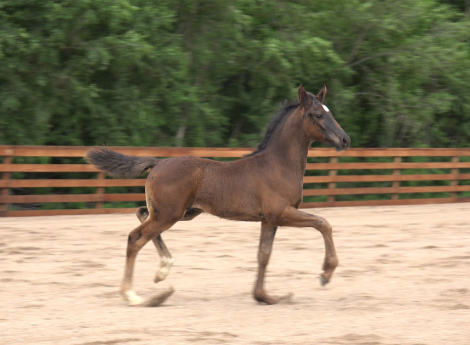 HorseID: 2315432 2026 Turbo Friesian Colt - PhotoID: 1102501