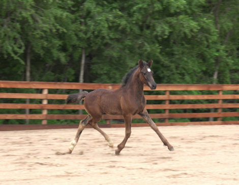 HorseID: 2315432 2026 Turbo Friesian Colt - PhotoID: 1102502