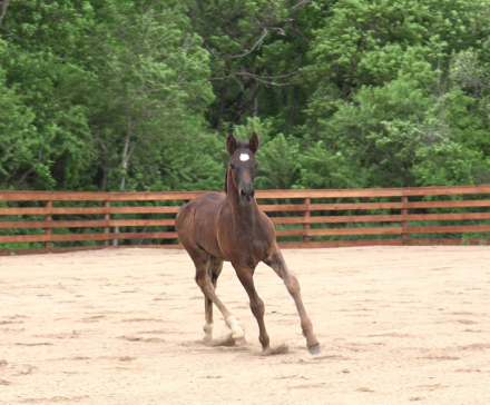 HorseID: 2315432 2026 Turbo Friesian Colt - PhotoID: 1102503