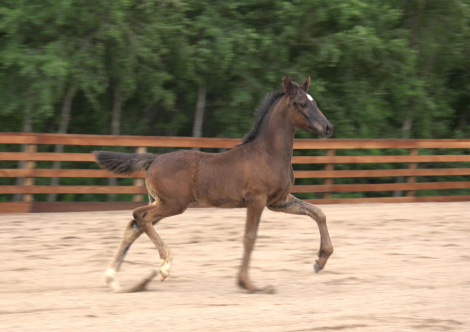 HorseID: 2315432 2026 Turbo Friesian Colt - PhotoID: 1102504