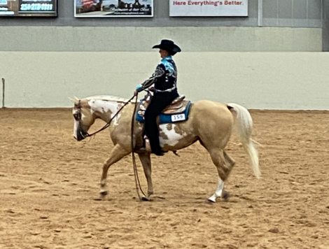 HorseID: 2315434 Shez Fancy Gold - PhotoID: 1101548