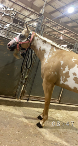HorseID: 2315434 Shez Fancy Gold - PhotoID: 1101549