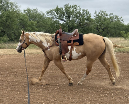 HorseID: 2315434 Shez Fancy Gold - PhotoID: 1101550