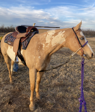 HorseID: 2315434 Shez Fancy Gold - PhotoID: 1101551