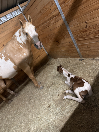 HorseID: 2315434 Shez Fancy Gold - PhotoID: 1101553