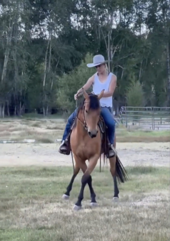 HorseID: 2315437 Findly - PhotoID: 1101560