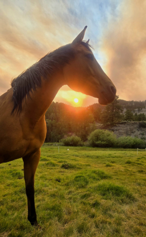 HorseID: 2315437 Findly - PhotoID: 1101561