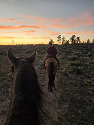HorseID: 2315437 Findly - PhotoID: 1101563