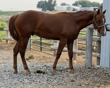 HorseID: 2315441 Chics Love A Tucker - PhotoID: 1101613