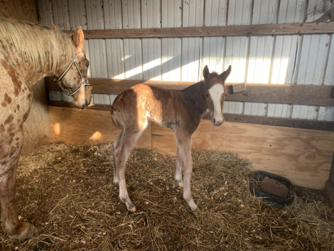 HorseID: 2315442 SRF Sunray Redrock ApHC N699155 / CRHA 7644*P - PhotoID: 1101570