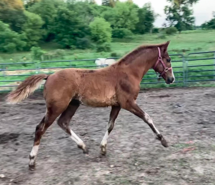 HorseID: 2315442 SRF Sunray Redrock ApHC N699155 / CRHA 7644*P - PhotoID: 1101571