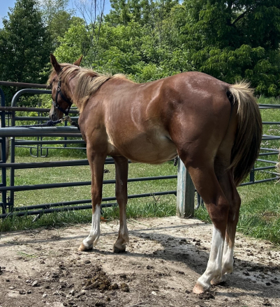 HorseID: 2315442 SRF Sunray Redrock ApHC N699155 / CRHA 7644*P - PhotoID: 1101572