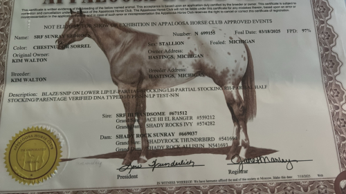 HorseID: 2315442 SRF Sunray Redrock ApHC N699155 / CRHA 7644*P - PhotoID: 1101574