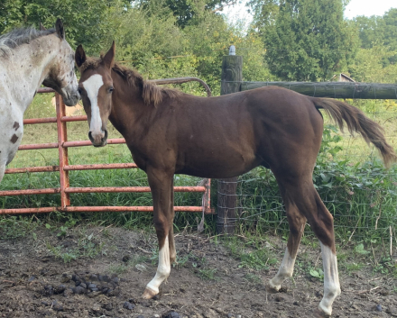 HorseID: 2315442 SRF Sunray Redrock ApHC N699155 / CRHA 7644*P - PhotoID: 1101575