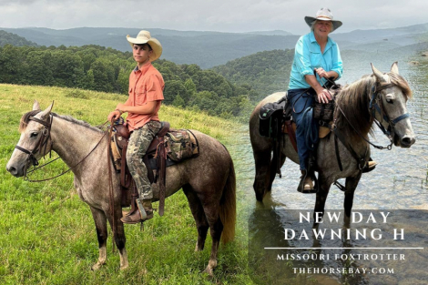HorseID: 2315444 New Day Dawning H - PhotoID: 1101576